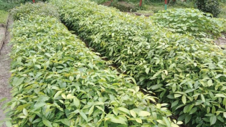 নরসিংদীতে বন বিভাগের ২৫ হাজার চারা উৎপাদন, ৬ মাসে বিক্রি সাড়ে ৬ হাজার