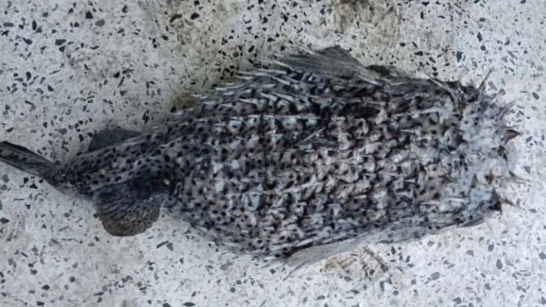 বঙ্গোপসাগরে জেলেদের জালে বিরল প্রজাতির সজারু মাছ