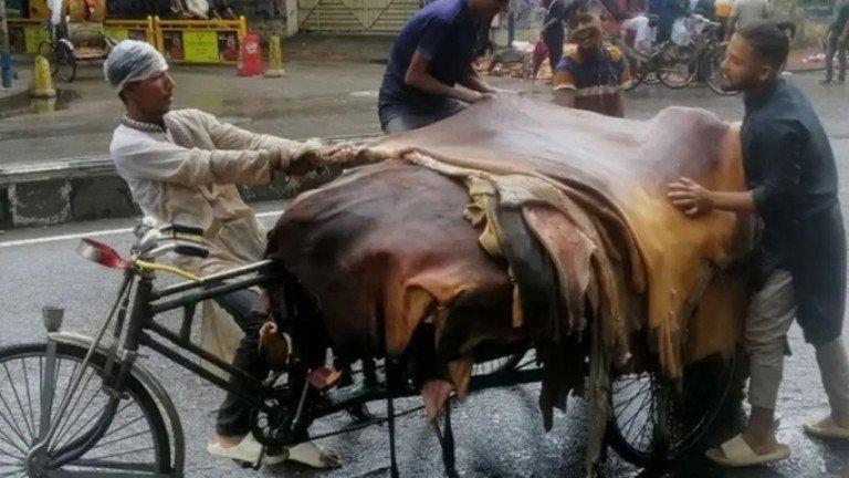 কোরবানির পশুর চামড়ার দাম নির্ধারণ করল সরকার