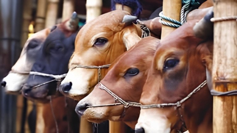 গরু কুরবানি ইসলামের অংশ নয়: কলকাতা হাইকোর্ট