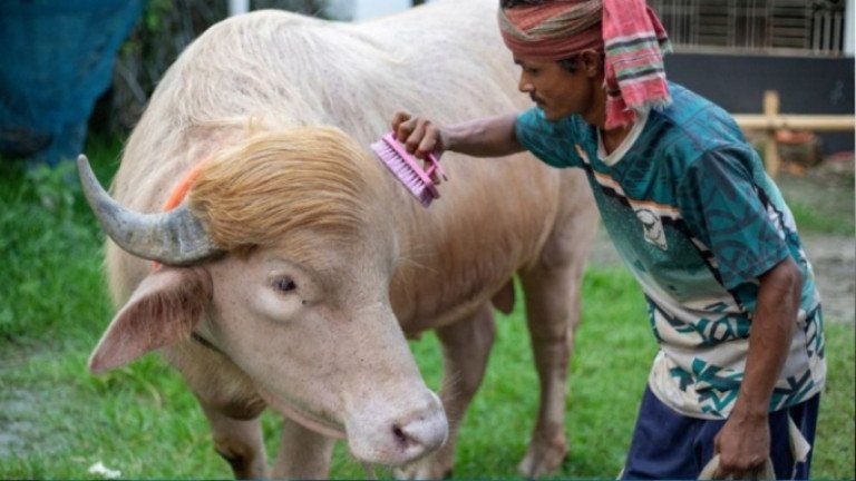 স্বরাষ্ট্রমন্ত্রীর হস্তক্ষেপে খামারেই ফিরছে আলোচিত মহিষ ‘ডোনাল্ড ট্রাম্প’
